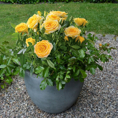 Golden Zest Shrub Rose