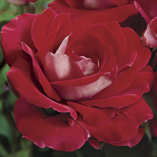 Ronald Reagan Hybrid Tea Rose