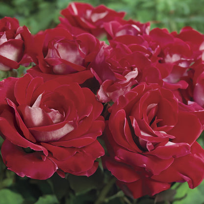 Ronald Reagan Hybrid Tea Rose