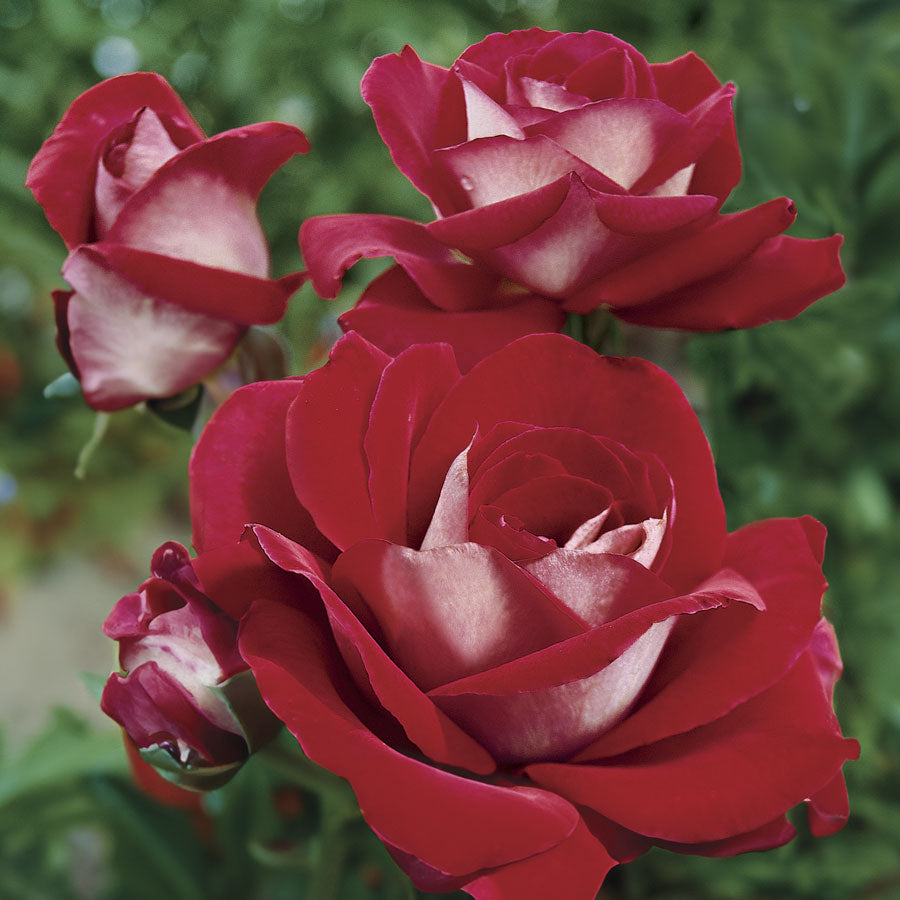 Ronald Reagan Hybrid Tea Rose