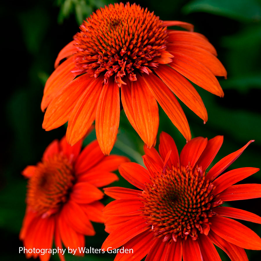 Echinacea Sombrero® Fiesta Orange Coneflower