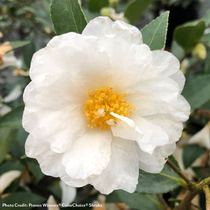 Camellia Just Chill® Double White