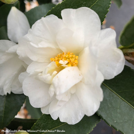 Camellia Just Chill® Double White