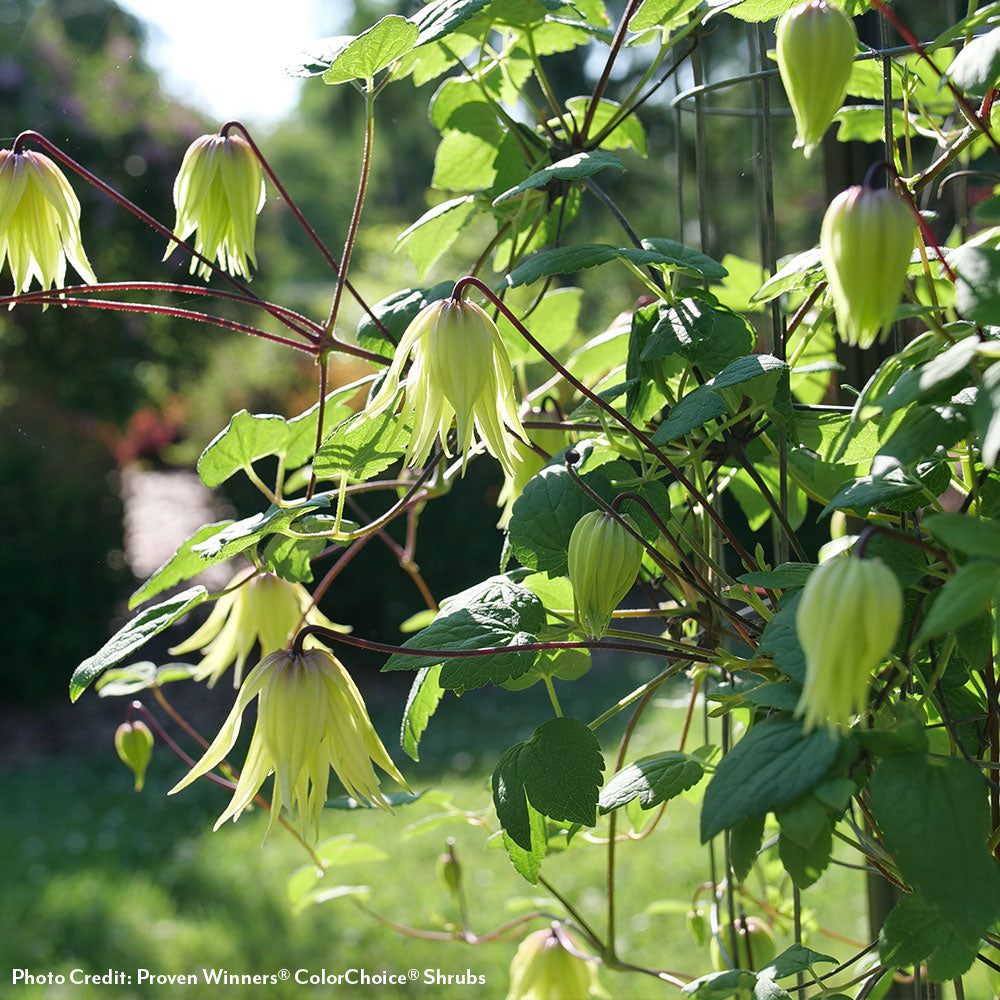 Clematis Funyella®