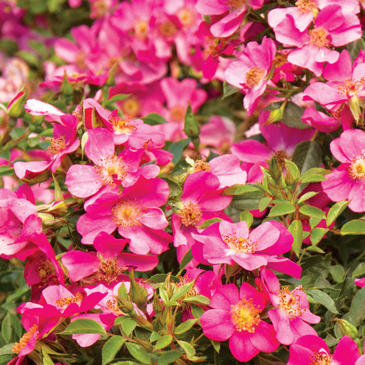 Party Dress Ground Cover Rose