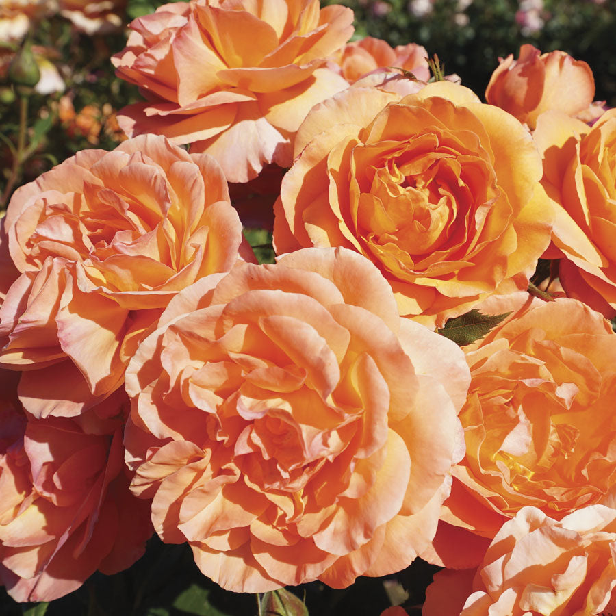 Outrageous Floribunda Rose