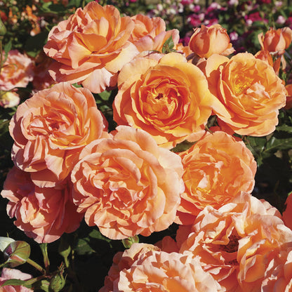 Outrageous Floribunda Rose