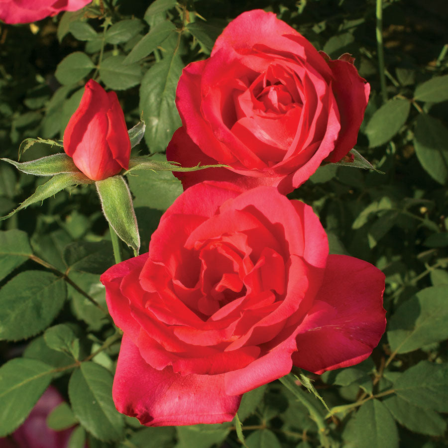 Astounding Glory Hybrid Tea Rose