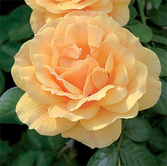 Easy Going™ Floribunda Rose