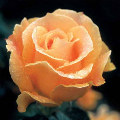 Easy Going™ Floribunda Rose