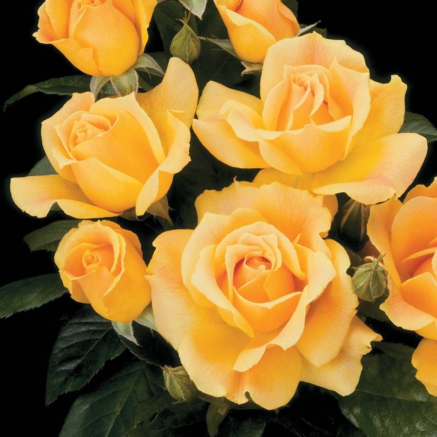 Easy Going™ Floribunda Rose