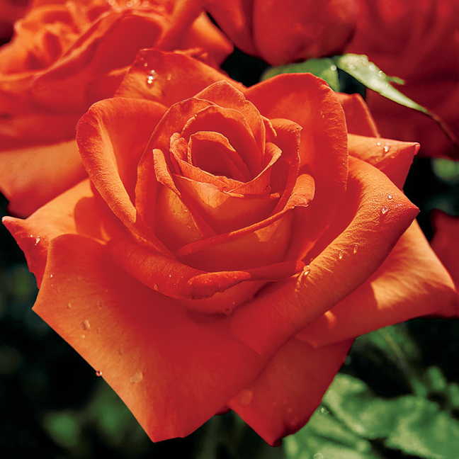 Wildfire Hybrid Tea Rose
