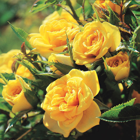 Sun Sprinkles Miniature Rose