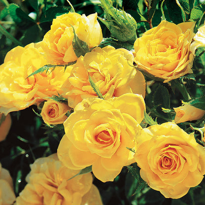 Sun Sprinkles Miniature Rose