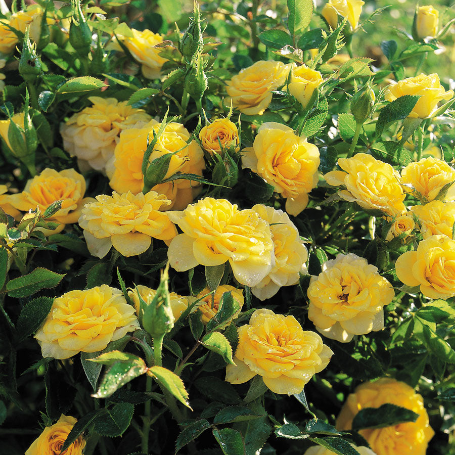 Sun Sprinkles Miniature Rose