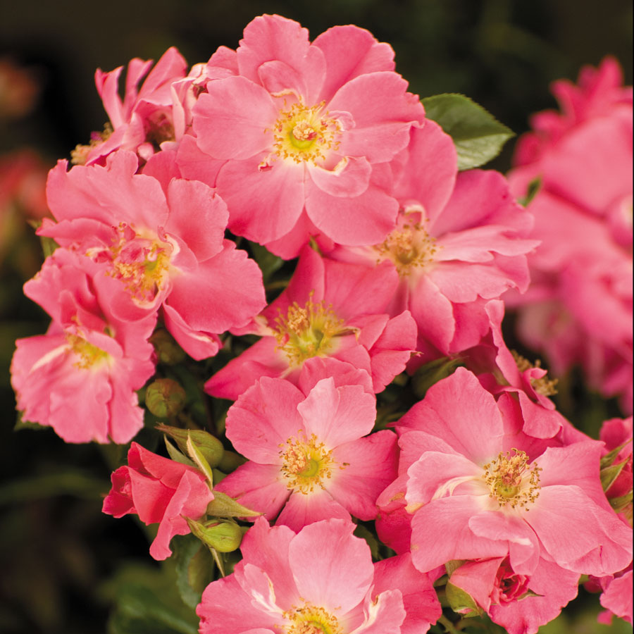 Beach Blanket Ground Cover Rose
