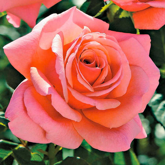 Catalina Grandiflora Rose
