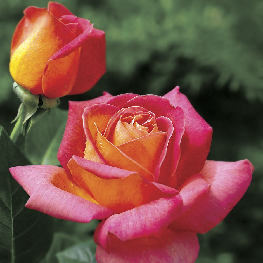 Summer Nights Hybrid Tea Rose