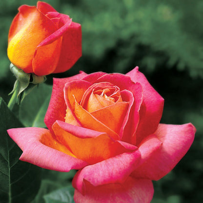 Summer Nights Hybrid Tea Rose