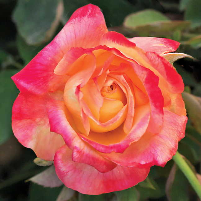 Summer Nights Hybrid Tea Rose