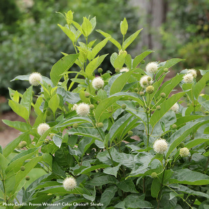 Cephalanthus Sugar Shack® 2.0 Dwarf Buttonbush