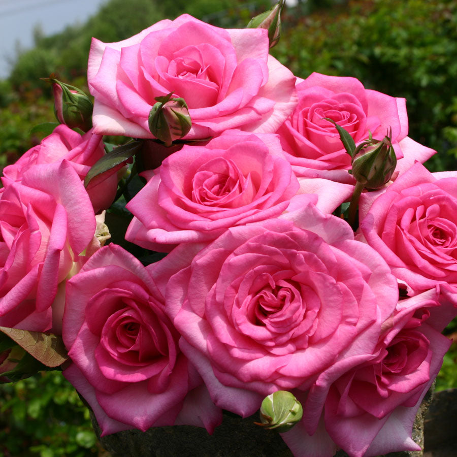 Beverly™ Eleganza® Hybrid Tea Rose