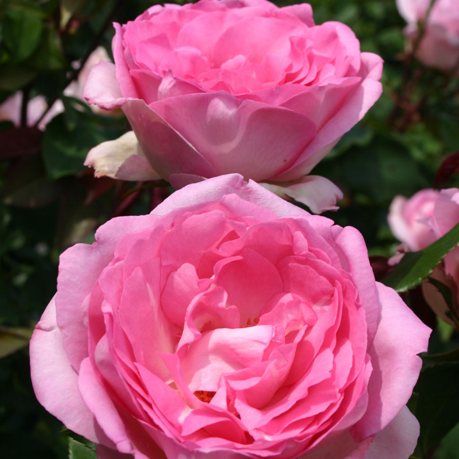 Beverly™ Eleganza® Hybrid Tea Rose