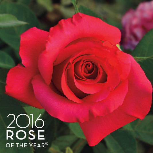 April Moon® Hybrid Tea Rose