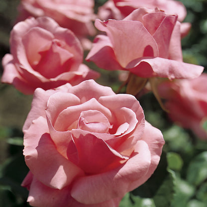 Queen Elizabeth Grandiflora Rose
