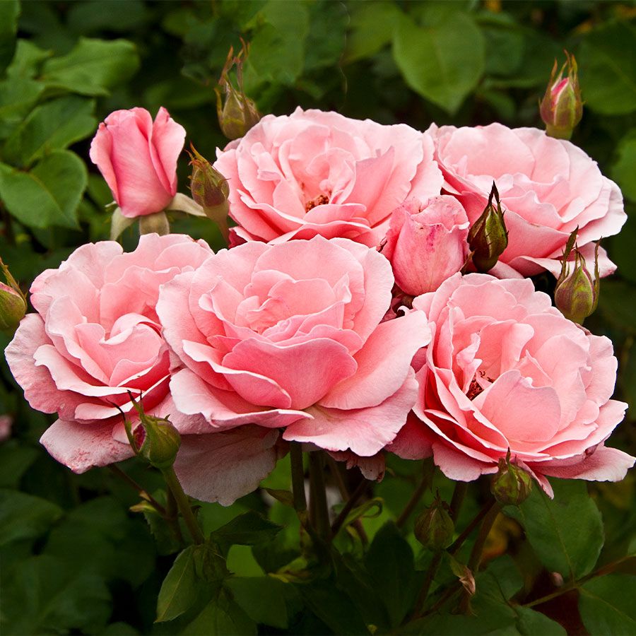 Queen Elizabeth Grandiflora Rose