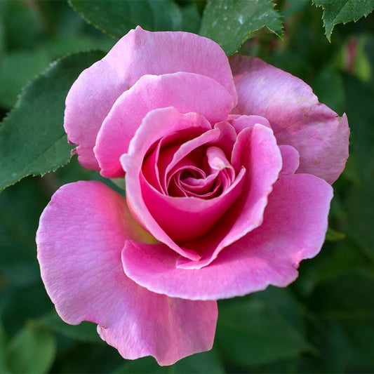 Queen Elizabeth Grandiflora Rose