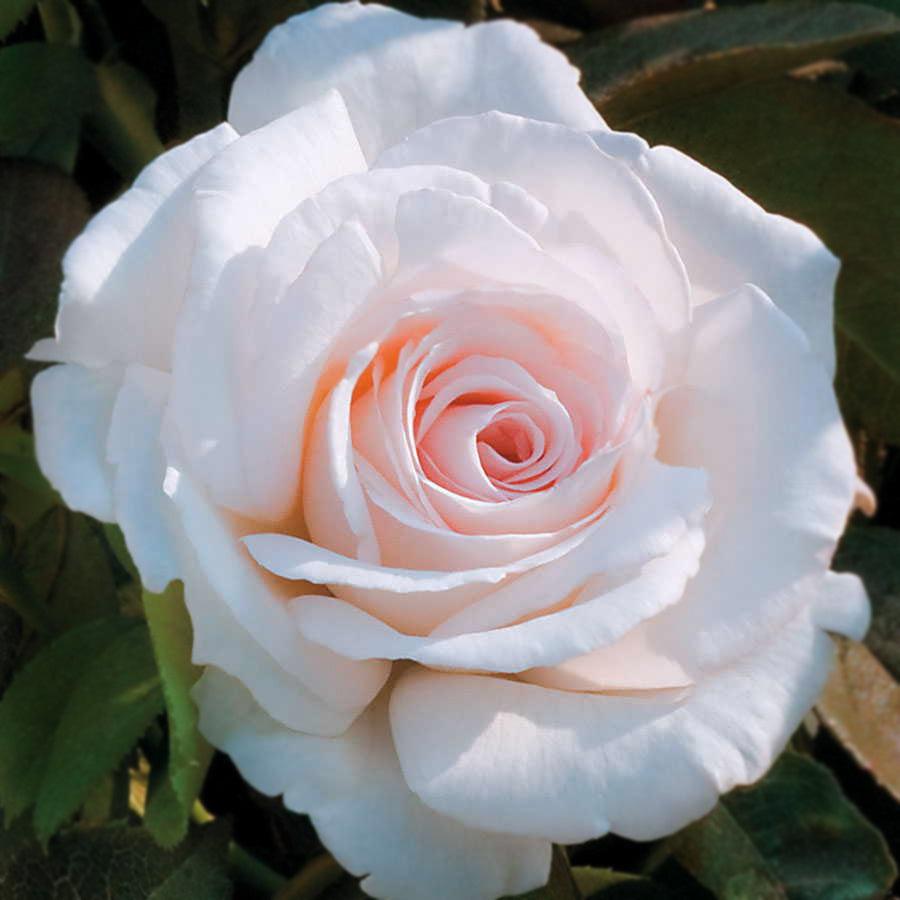 Clouds of Glory Hybrid Tea Rose