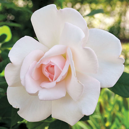 Clouds of Glory Hybrid Tea Rose