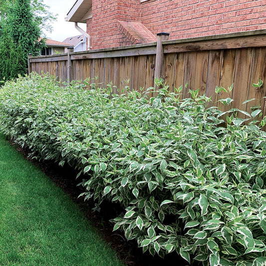 Cornus Ivory Halo®