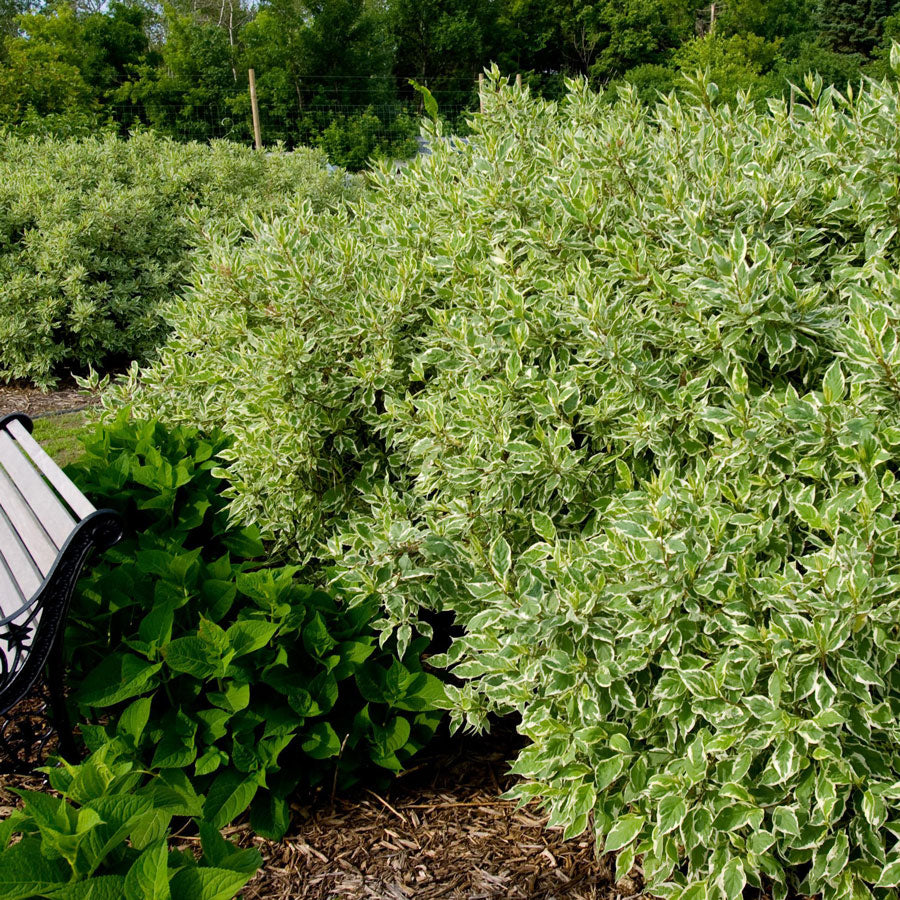 Cornus Ivory Halo®