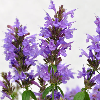 Agastache Sunrise™ Blue Hyssop