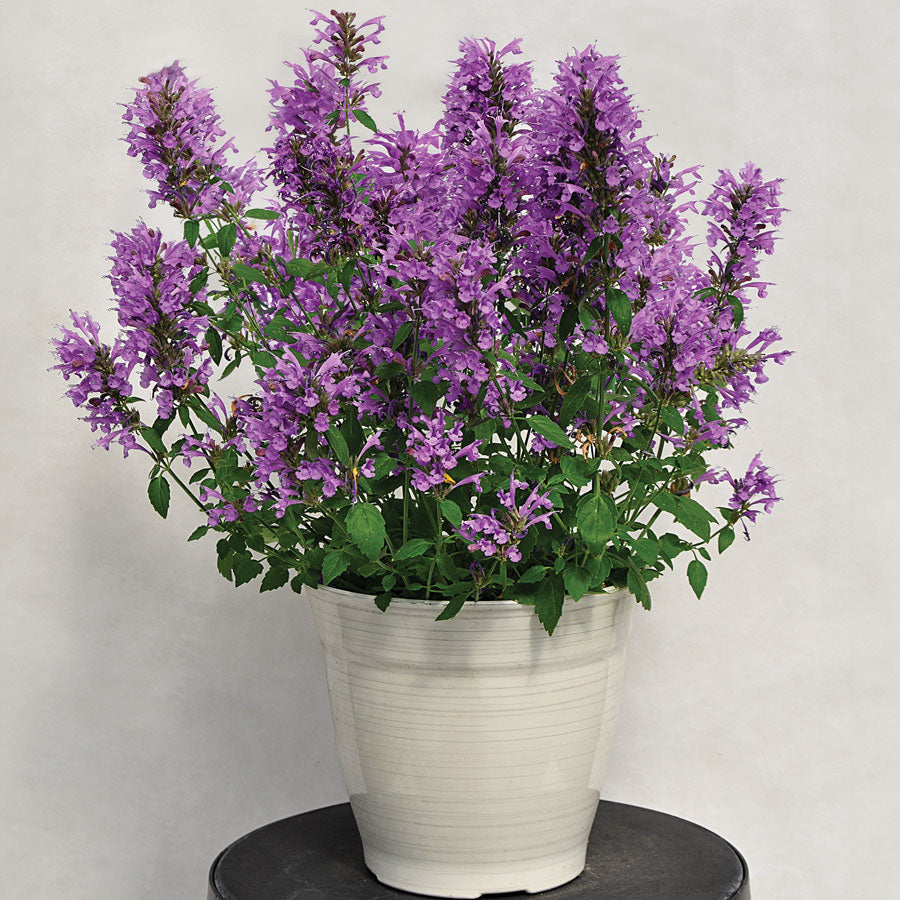 Agastache Sunrise™ Blue Hyssop