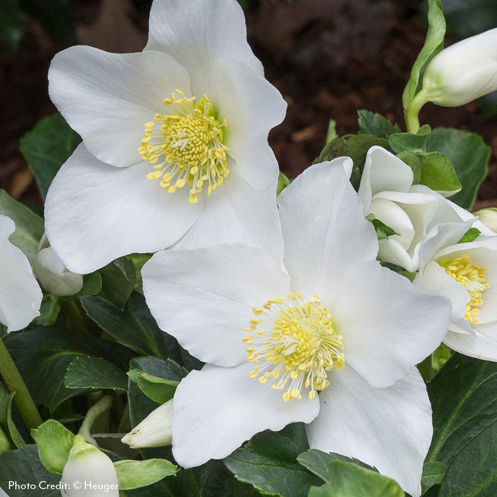 Helleborus HGC® Joel Hellebore
