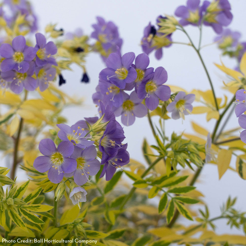 Polemonium 'Golden Feathers' Jacob's Ladder