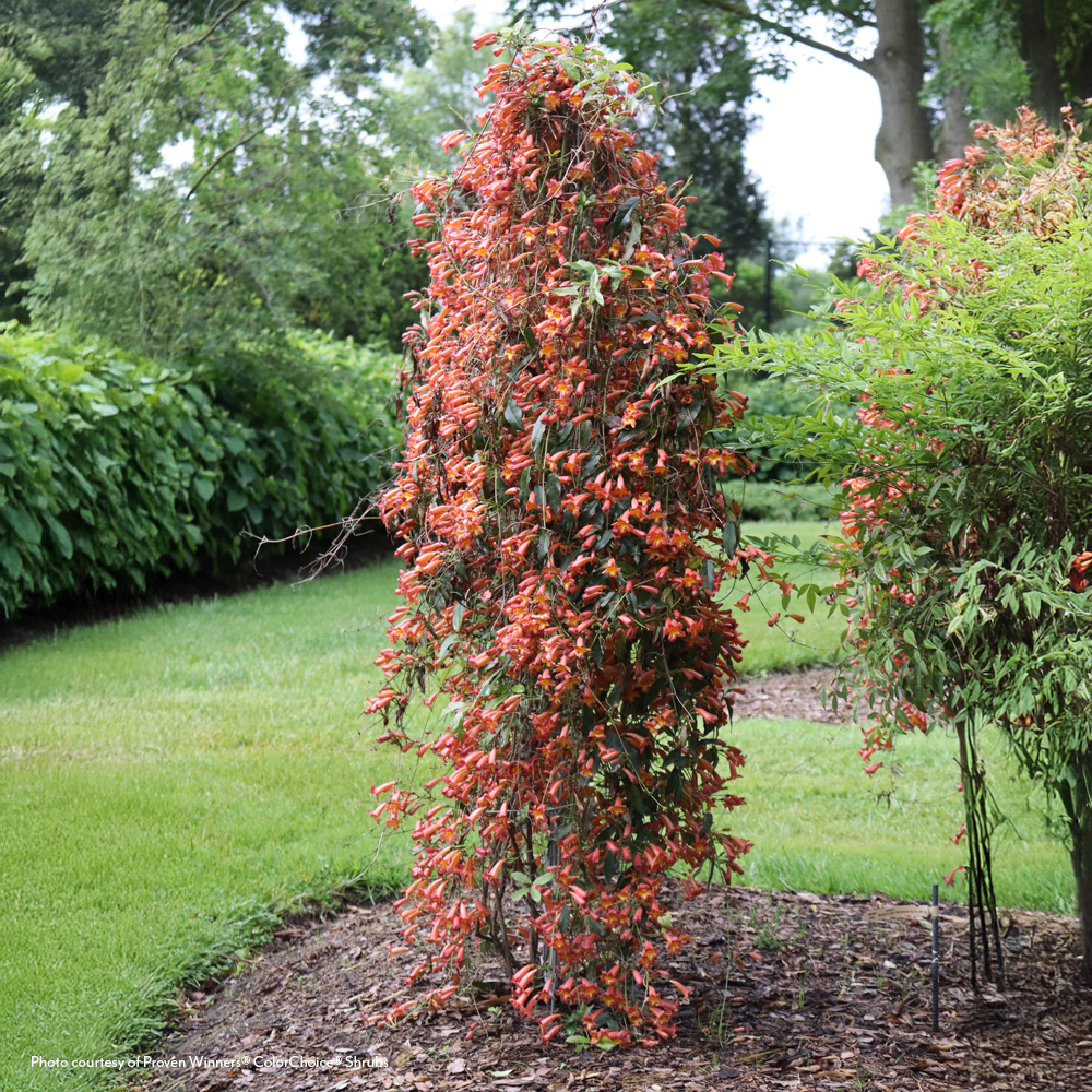 Bignonia Dressed to Thrill® Crossvine