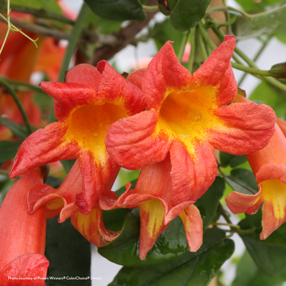 Bignonia Dressed to Thrill® Crossvine