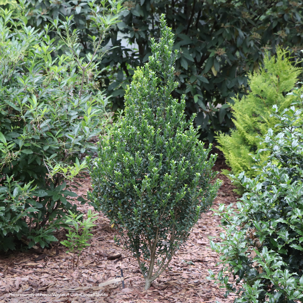 Ilex Hedge Box® Japanese Holly