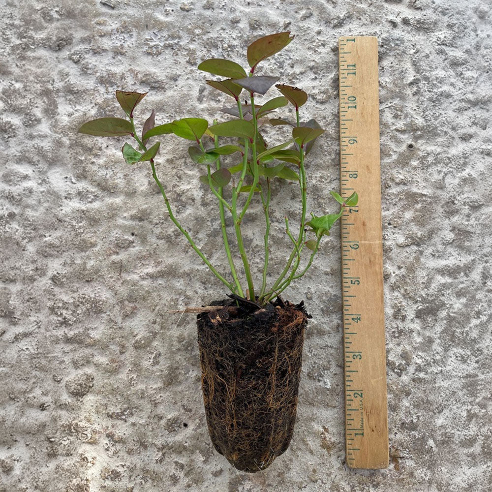 Vaccinium Bushel and Berry® Midnight Cascade Self-Pollinating Cascading Blueberry