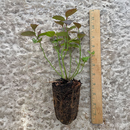 Vaccinium Bushel and Berry® Midnight Cascade Self-Pollinating Cascading Blueberry