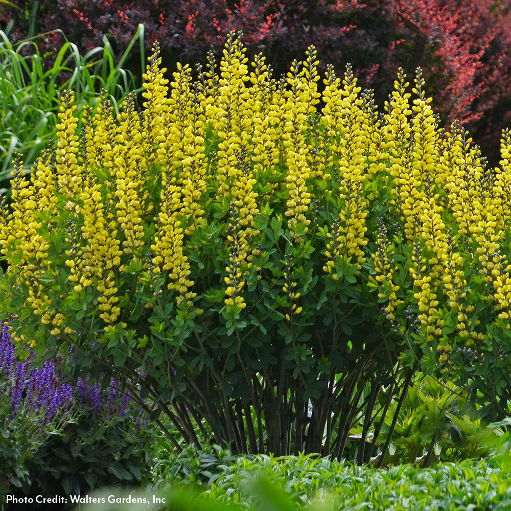 Baptisia Decadence® 'Lemon Meringue' False Indigo