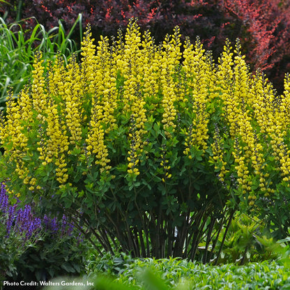Baptisia Decadence® 'Lemon Meringue' False Indigo