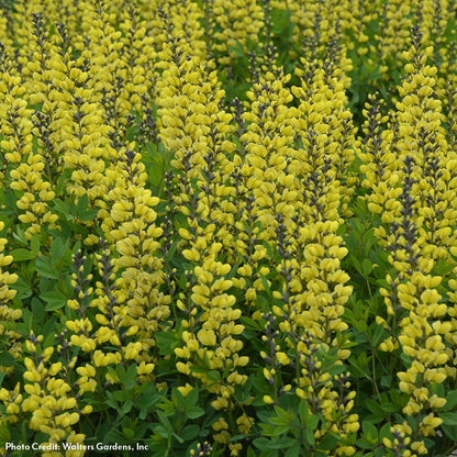 Baptisia Decadence® 'Lemon Meringue' False Indigo