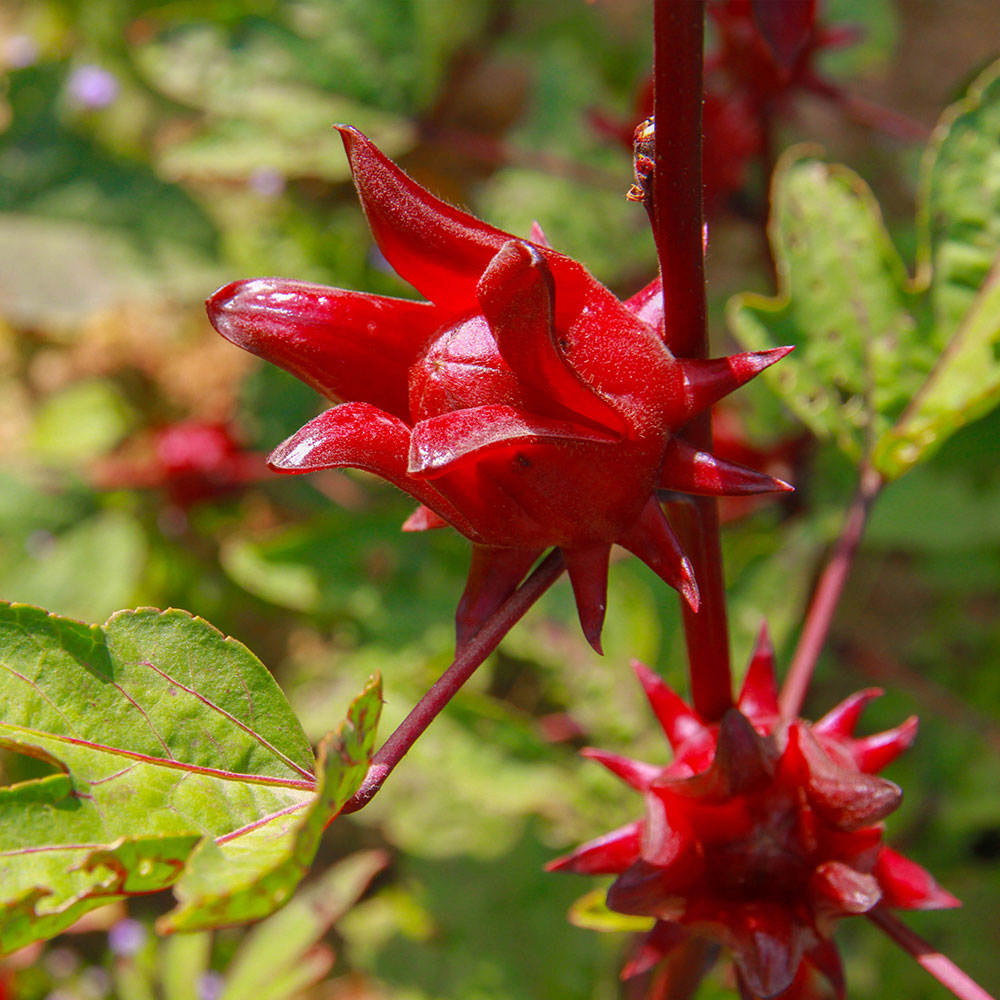 Hibiscus Roselle Organic Florida Cranberry