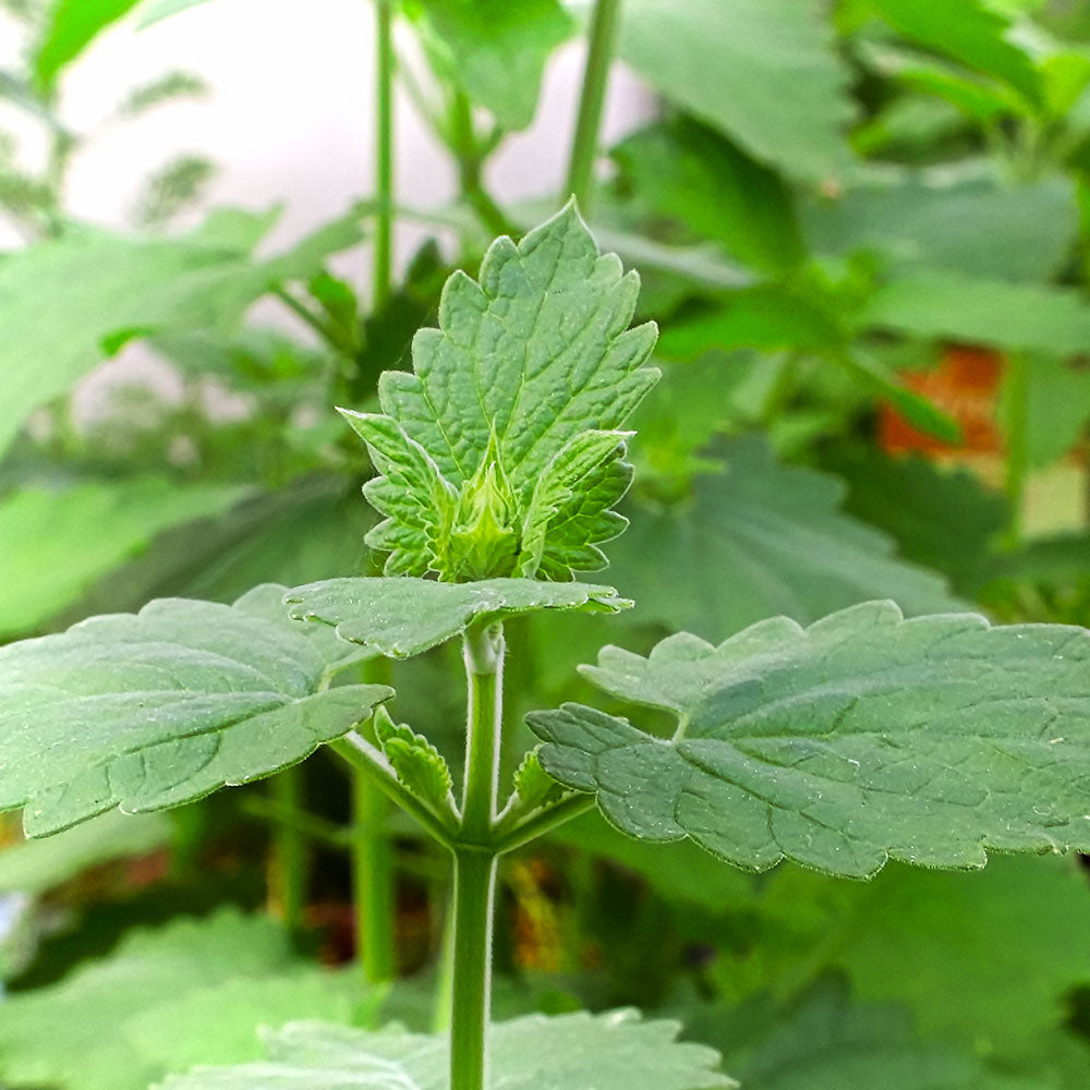 Nepeta cataria Organic Catnip
