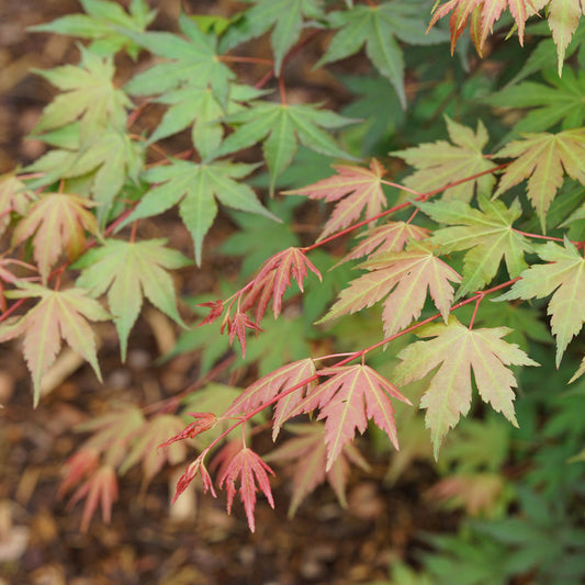 Acer Hot Chana™ Japanese Maple